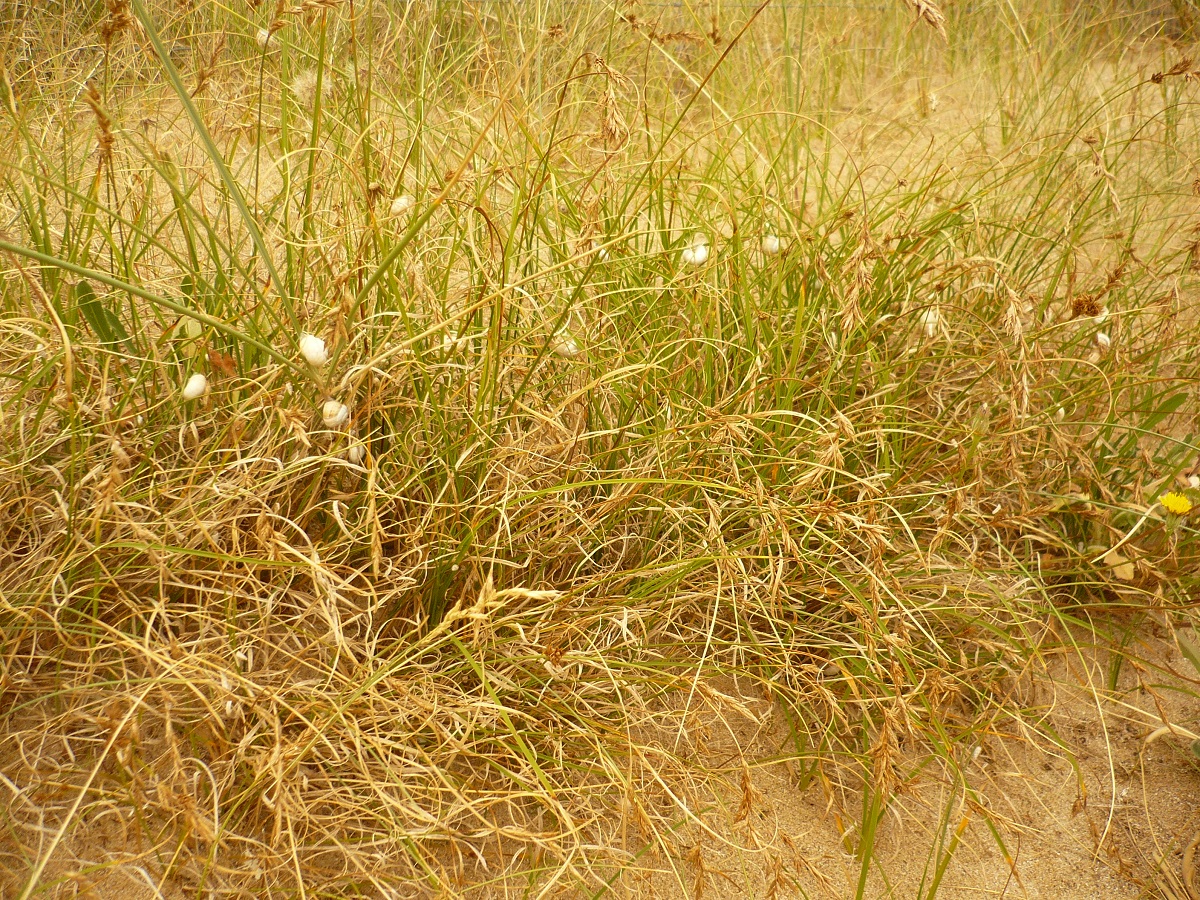 Carex arenaria (Cyperaceae)